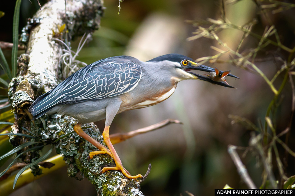 Striated Heron, photographed at Malecón Cameguadua, Chinchiná, Caldas, Colombia