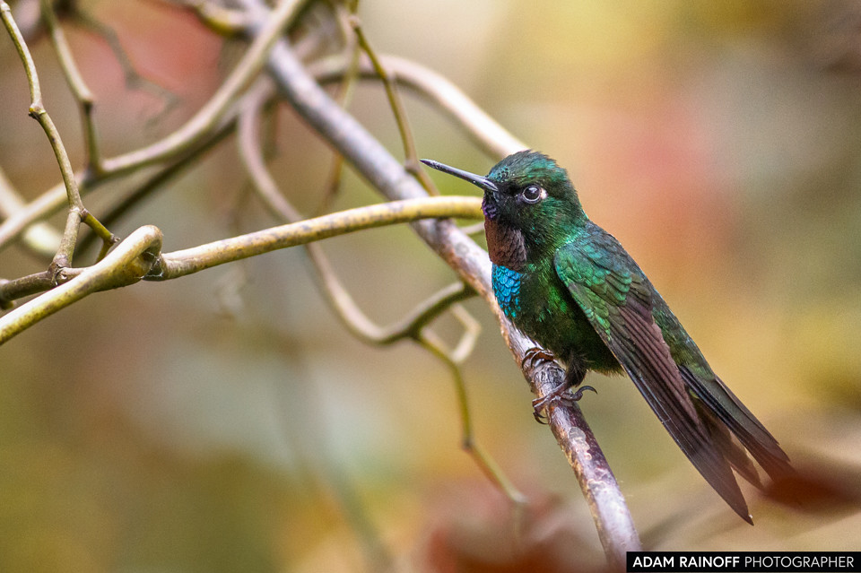 Tourmaline Sun Angel Rio Blanco Manizales Colombia, photographed at Río Blanco reserve, near Manizales, Caldas, Colombia