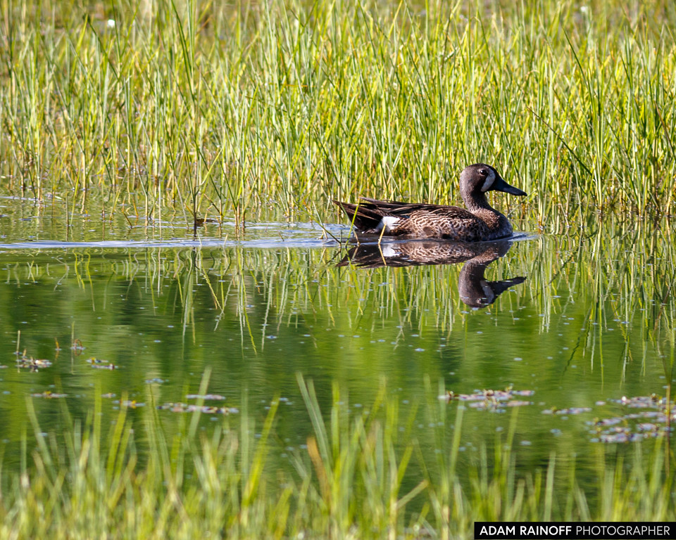 Blue-winged Teal, photographed at La Florida, Cundinamarca, Colombia