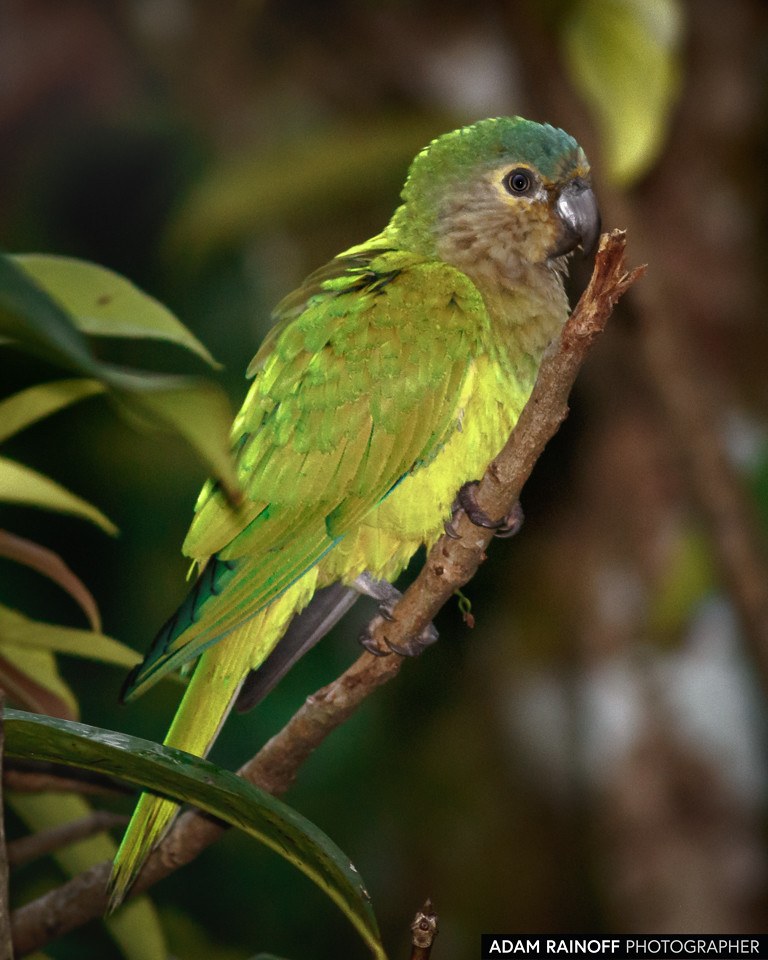 Brown-throated Parakeet, photographed at La Macarena, Meta, Colombia