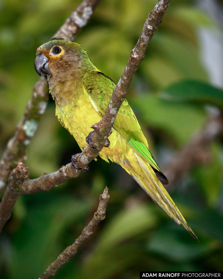 Brown-throated Parakeet, photographed at La Macarena, Meta, Colombia
