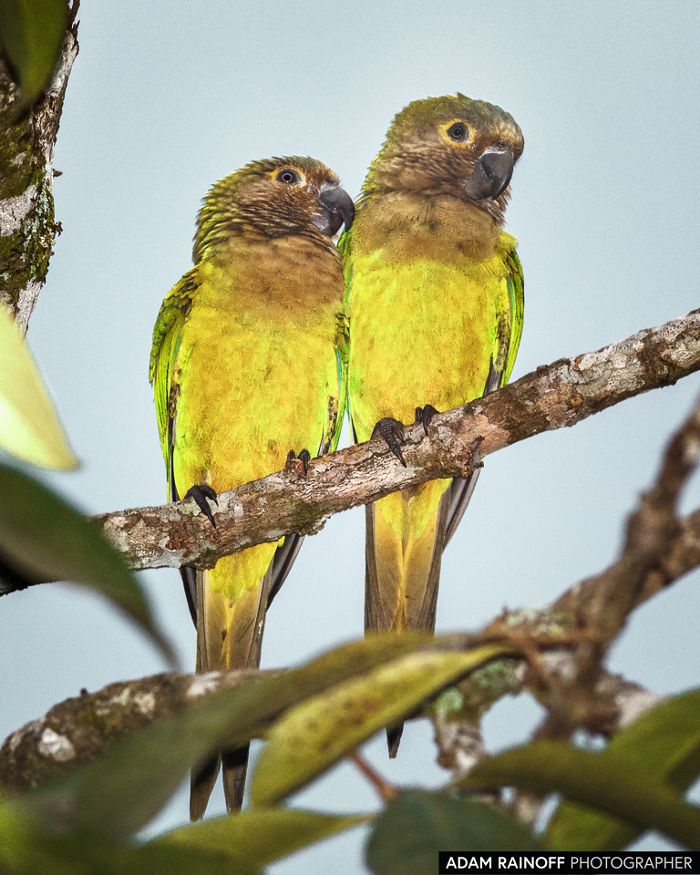 Brown-throated Parakeet, photographed at La Macarena, Meta, Colombia