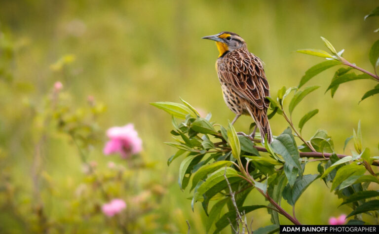 Eastern Meadowlark (Sturnella magna)