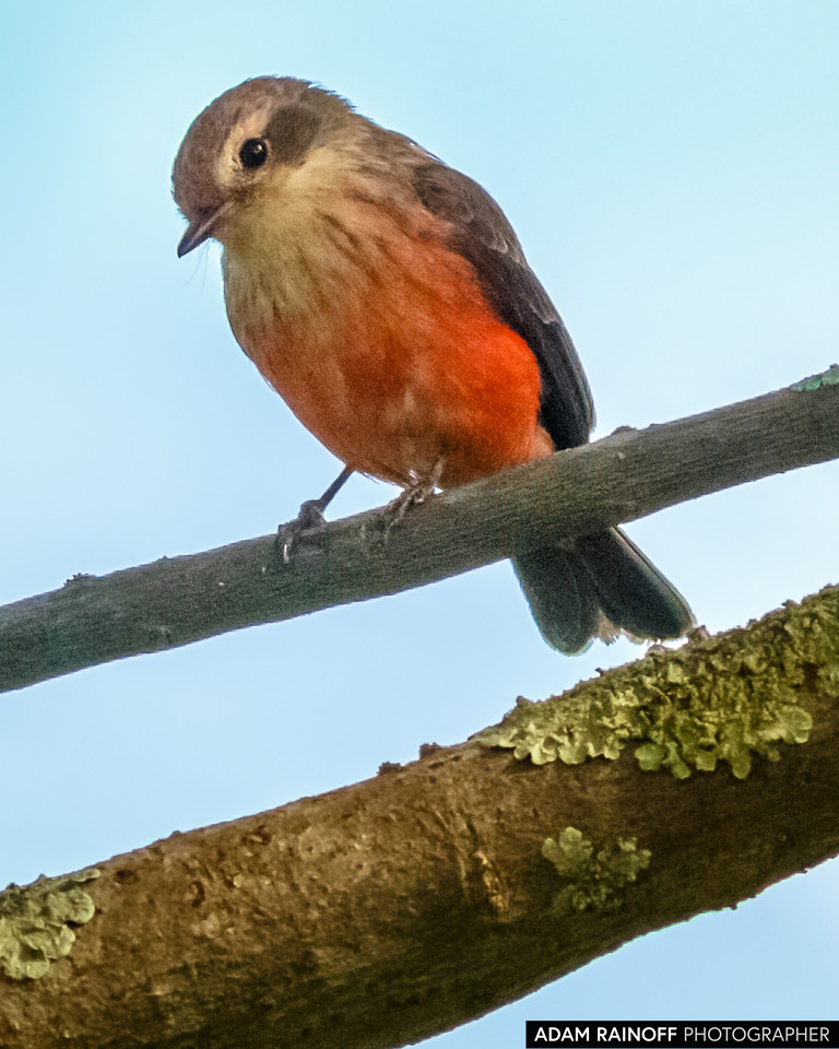 Female Juvenile Vermilion Flycatcher, photographed at La Florida, Cundinamarca, Colombia