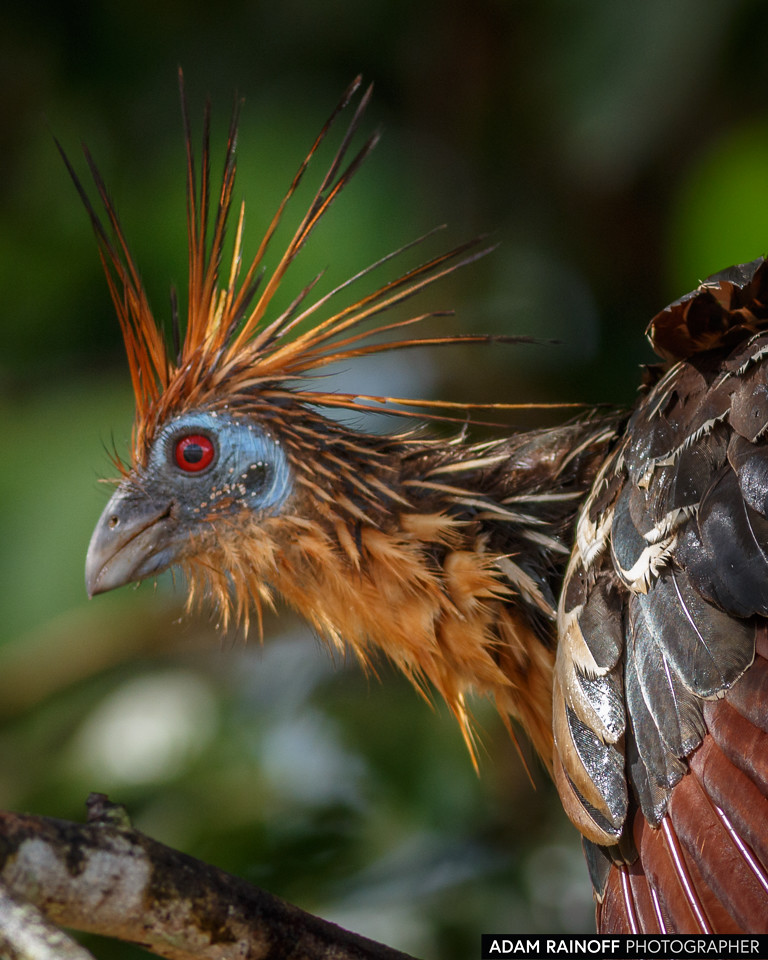 Hoatzin, photographed at La Macarena, Meta, Colombia