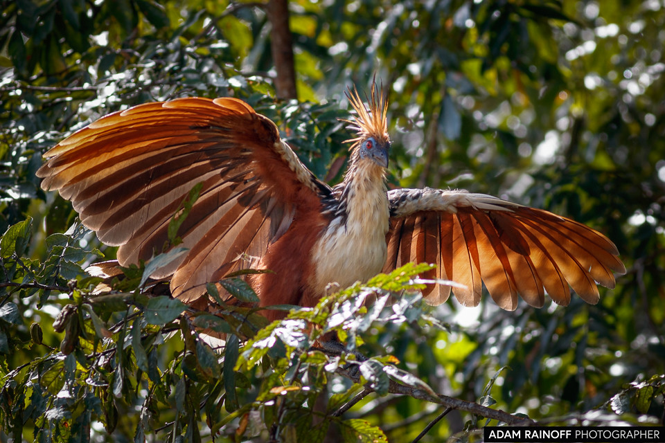 Hoatzin, photographed at La Macarena, Meta, Colombia