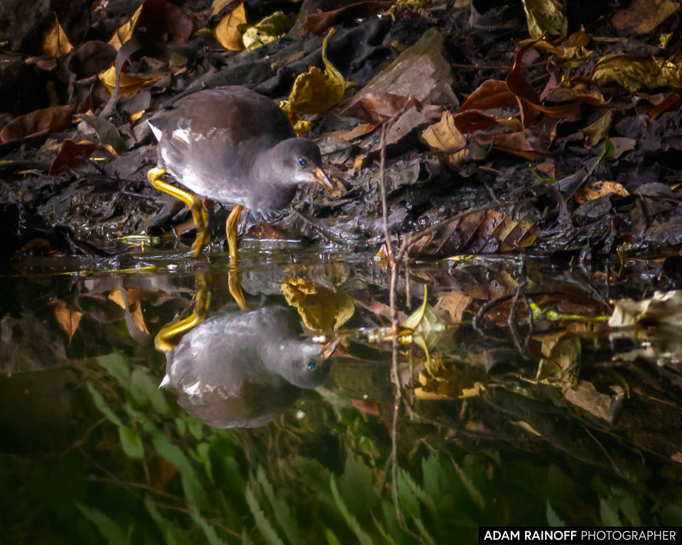 Juvenile Common Gallinule, photographed at Córdoba wetland, Bogota, Capital District, Colombia