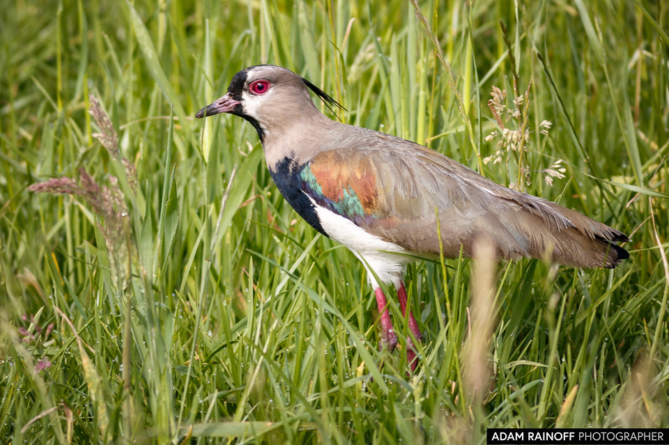 Southern Lapwing, photographed at La Florida, Cundinamarca, Colombia