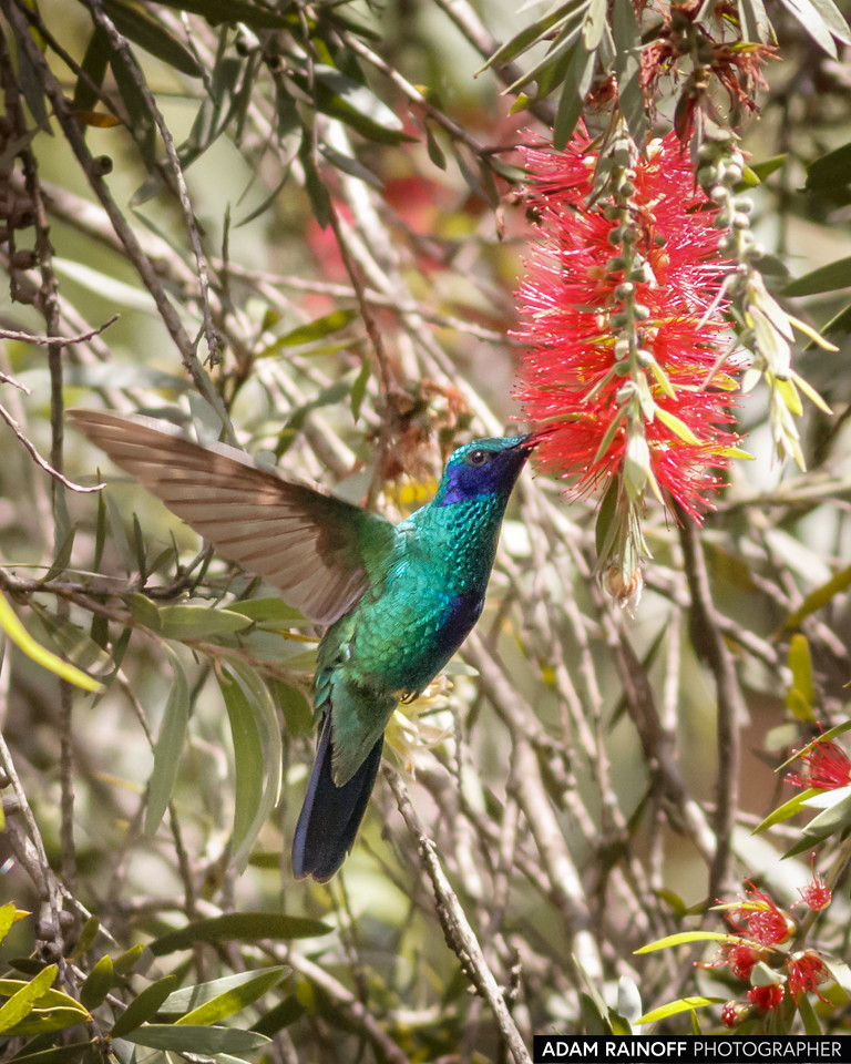 Sparkling Violetear, photographed at Jardín Botánico de Bogotá, Bogota, Capital District, Colombia