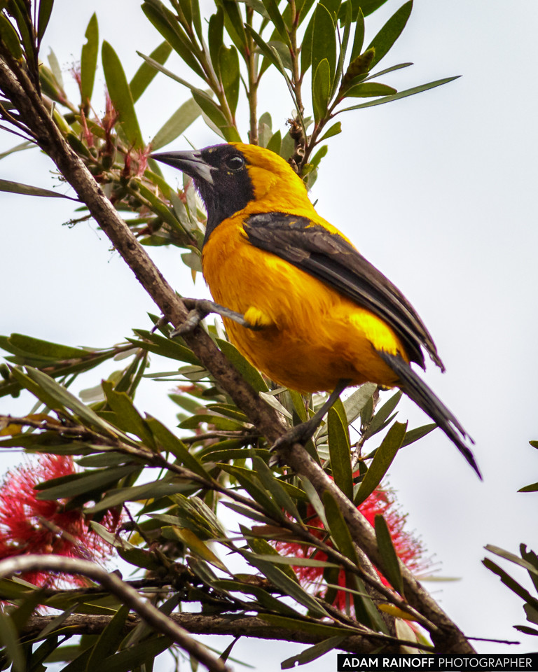 Yellow-backed Oriole, photographed at Jardín Botánico de Bogotá, Bogota, Capital District, Colombia
