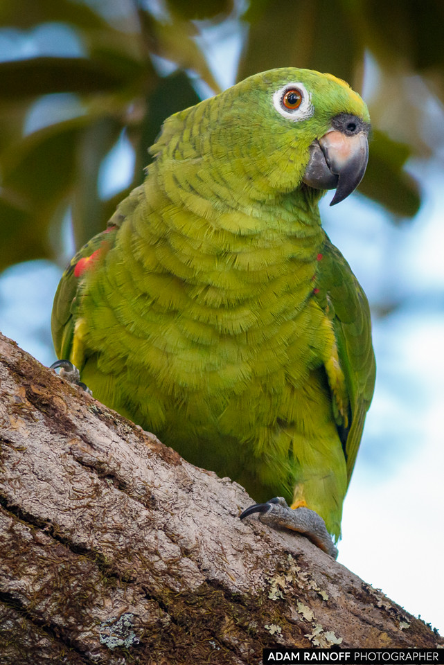 Yellow-crowned Amazon, photographed at La Macarena, Meta, Colombia