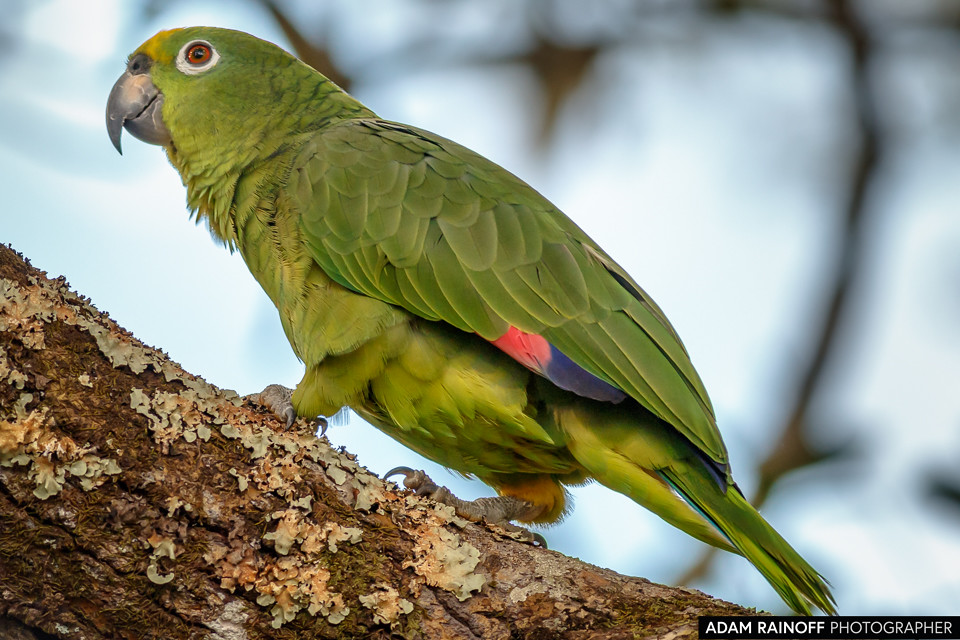 Yellow-crowned Amazon, photographed at La Macarena, Meta, Colombia