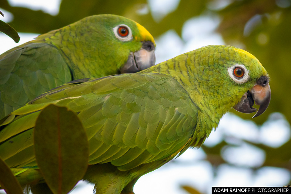 Yellow-crowned Amazon, photographed at La Macarena, Meta, Colombia