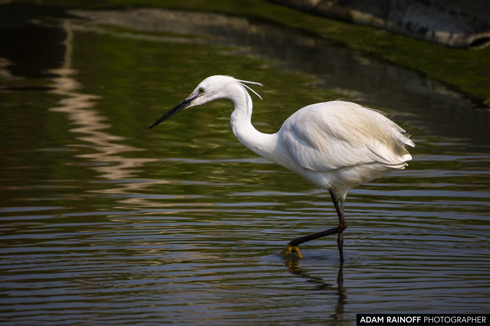 Little Egret, photographed near Mai Po Marshes, Hong Kong, China