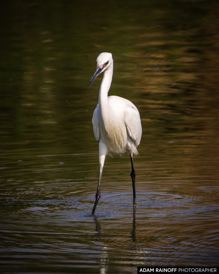 Little Egret, photographed near Mai Po Marshes, Hong Kong, China