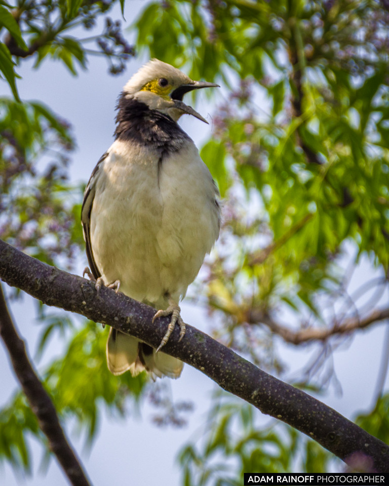 Black-collared Starling, photographed near Mai Po Marshes, Hong Kong, China