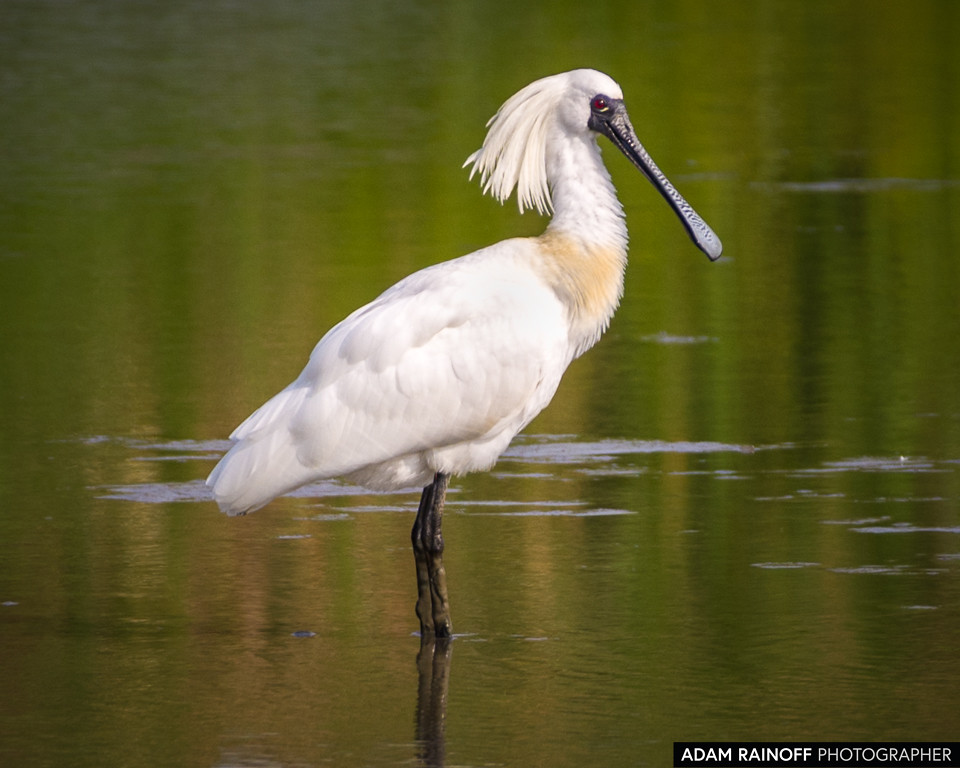 Black-faced Spoonbill, photographed near Mai Po Marshes, Hong Kong, China