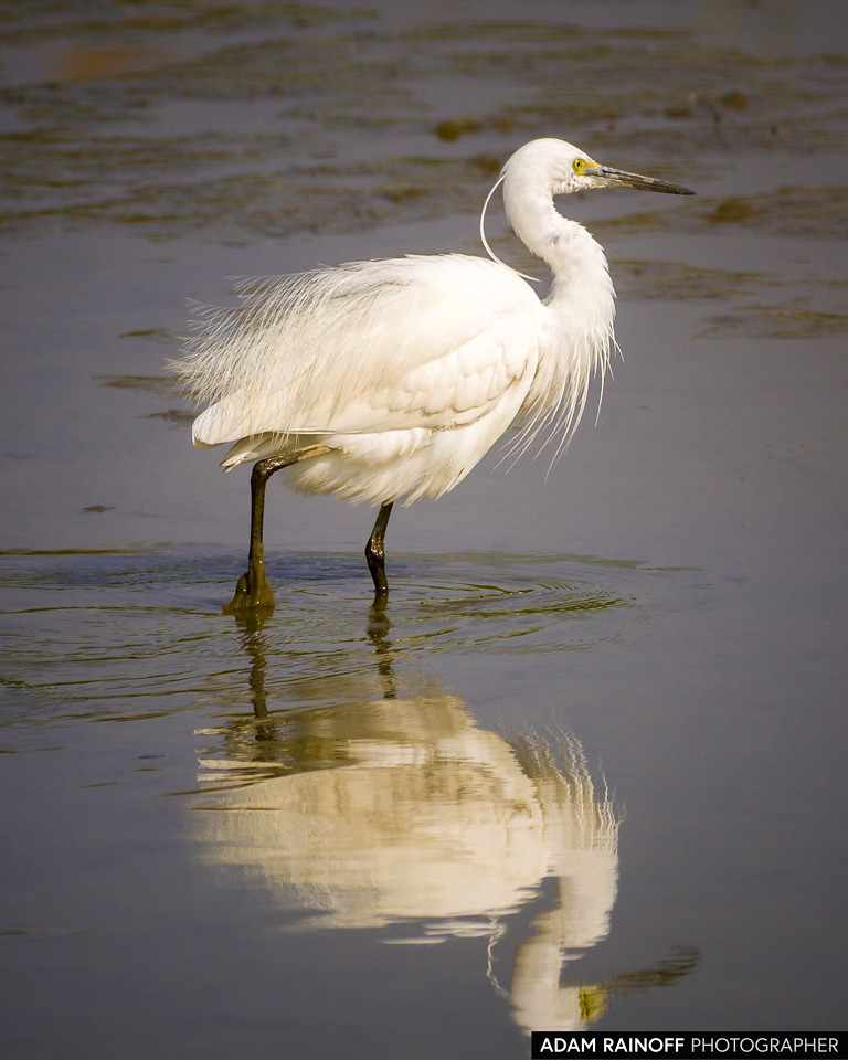 Juvenile Little Egret, photographed near Mai Po Marshes, Hong Kong, China