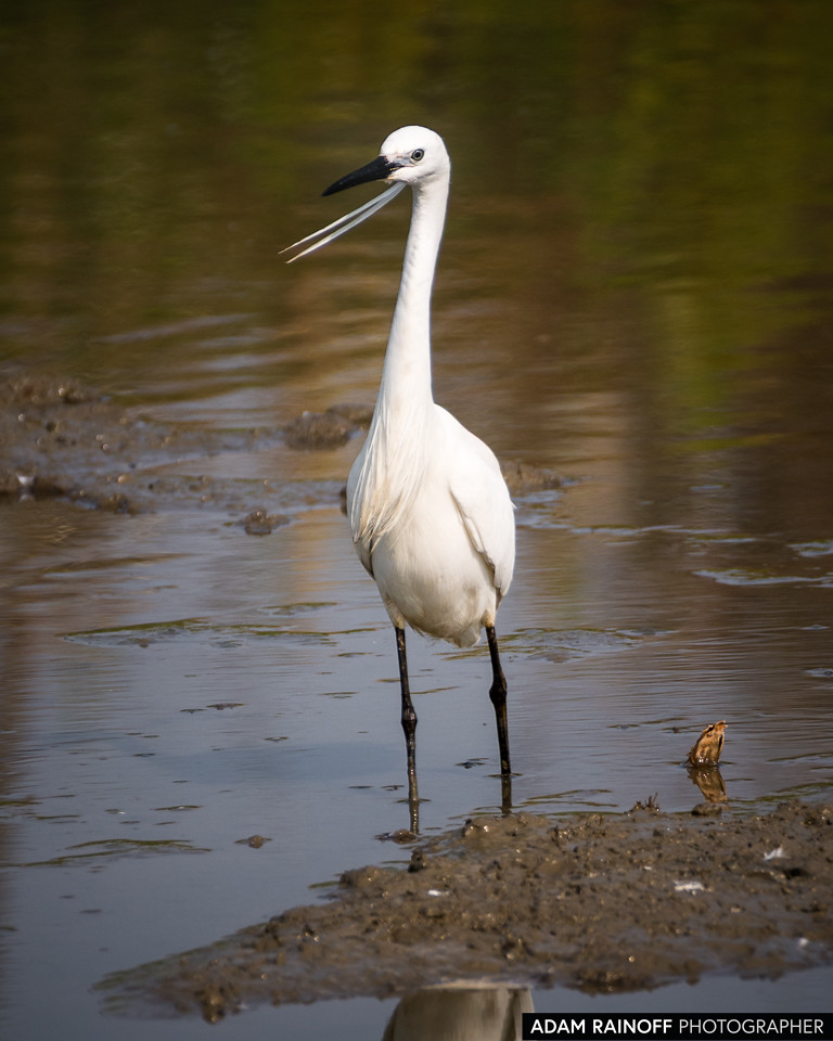 Little Egret, photographed near Mai Po Marshes, Hong Kong, China