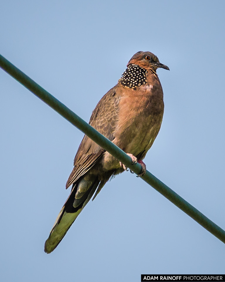 Spotted Dove, photographed near Mai Po Marshes, Hong Kong, China