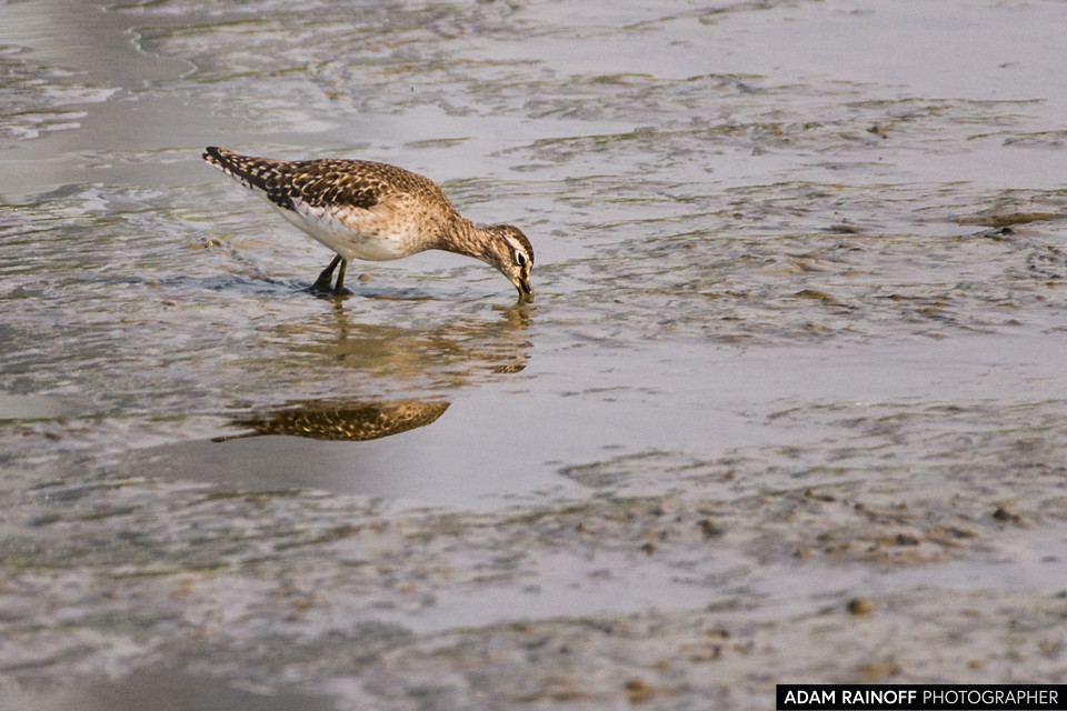Wood Sandpiper, photographed near Mai Po Marshes, Hong Kong, China