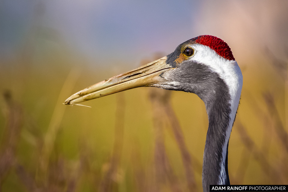 Red-crowned Crane, photographed at Zhangye National Wetland Park, Zhangye, Gansu, China