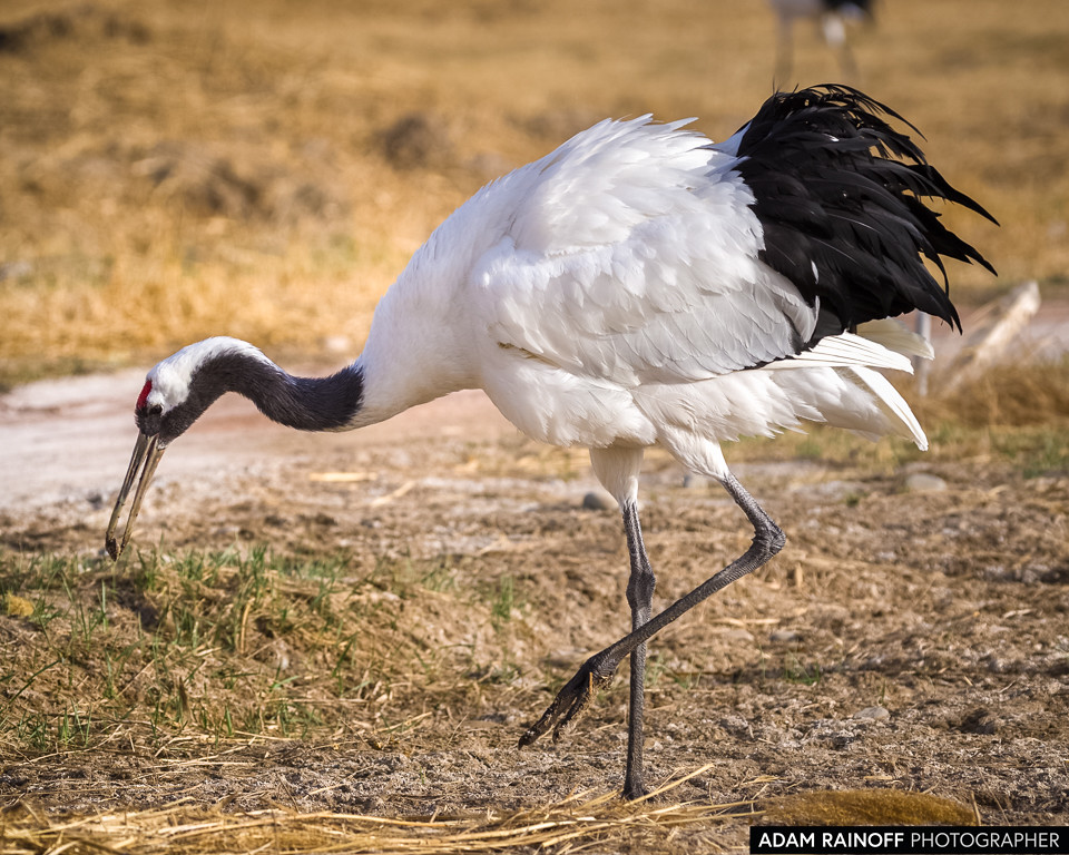 Red-crowned Crane, photographed at Zhangye National Wetland Park, Zhangye, Gansu, China