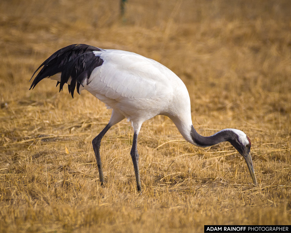 Red-crowned Crane, photographed at Zhangye National Wetland Park, Zhangye, Gansu, China