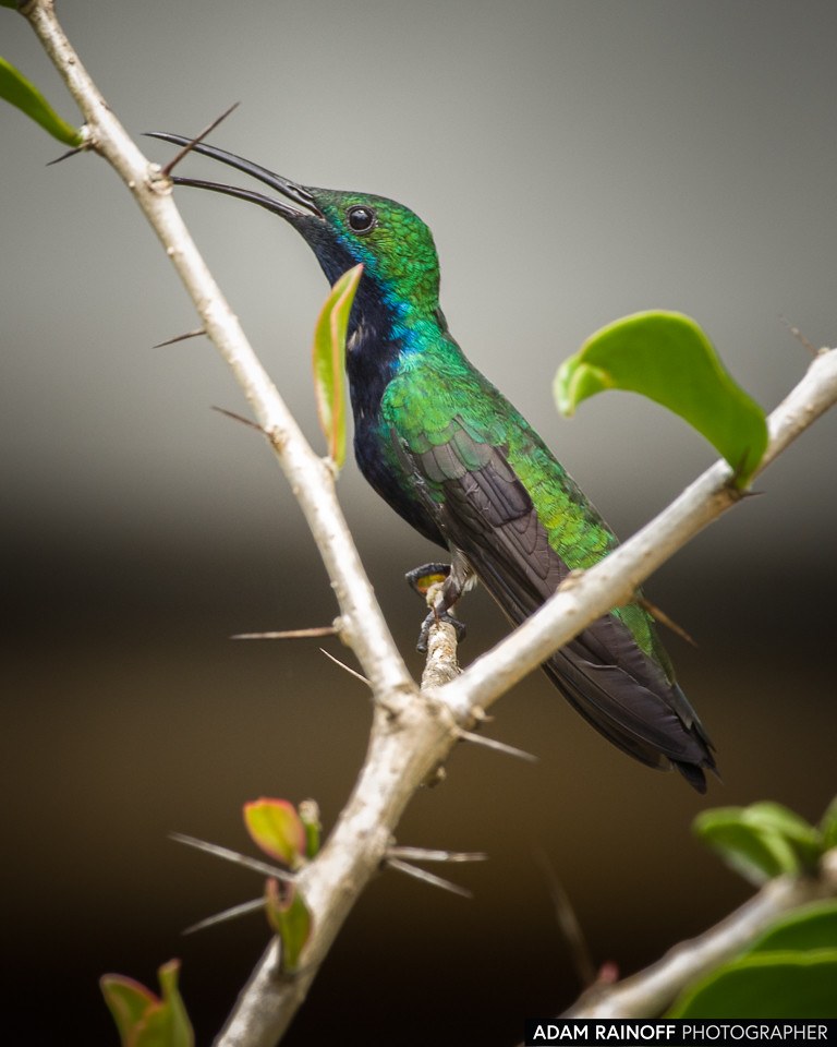 Black-throated Mango, photographed at Calarcá, Quindío, Colombia