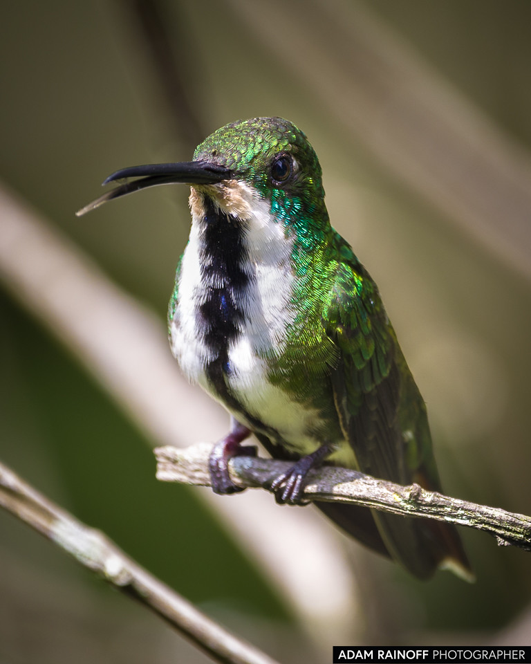 Female Black-throated Mango, photographed at Calarcá, Quindío, Colombia