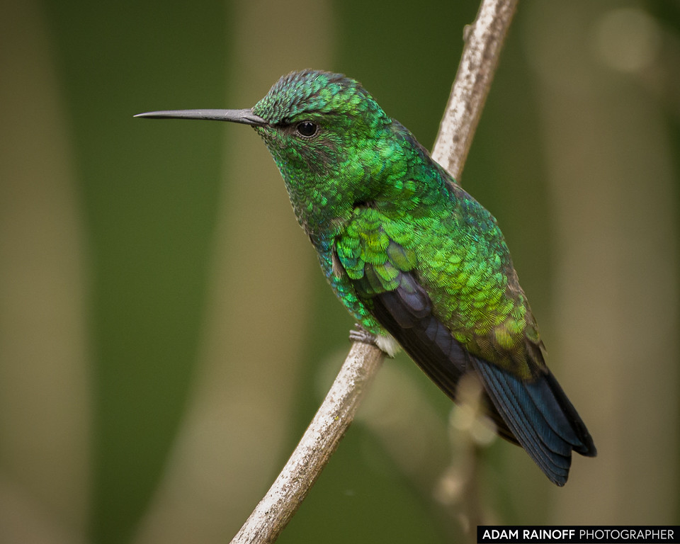 Western Emerald, photographed at Calarcá, Quindío, Colombia