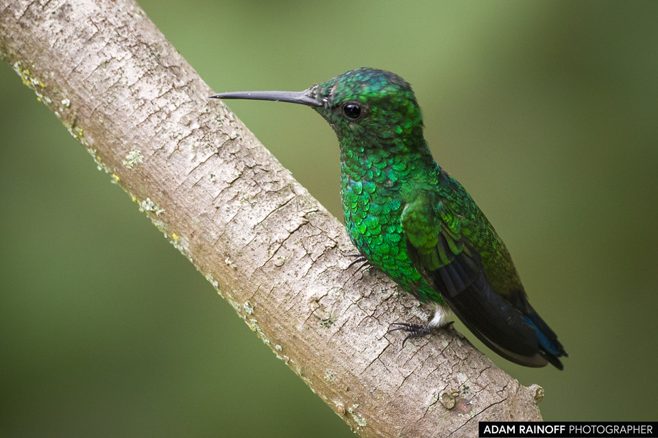 Western Emerald, photographed at Calarcá, Quindío, Colombia