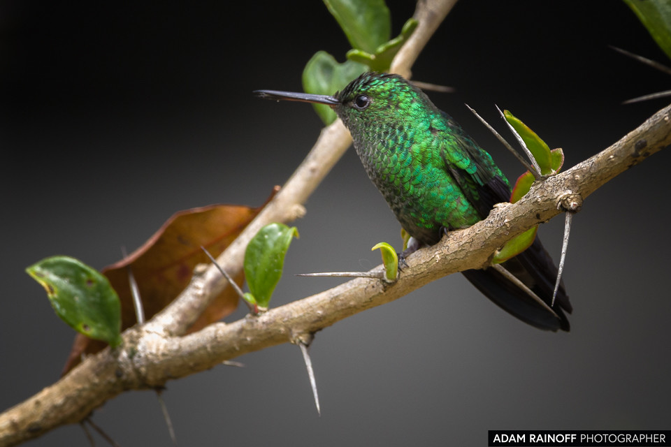 Western Emerald, photographed at Calarcá, Quindío, Colombia