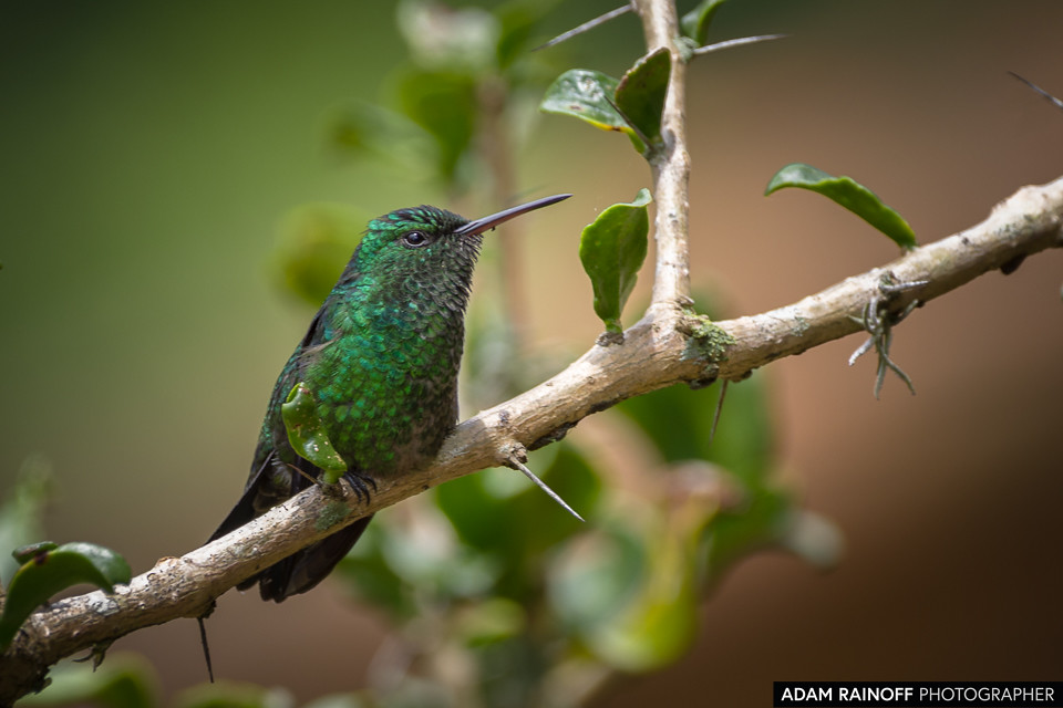 Western Emerald, photographed at Calarcá, Quindío, Colombia