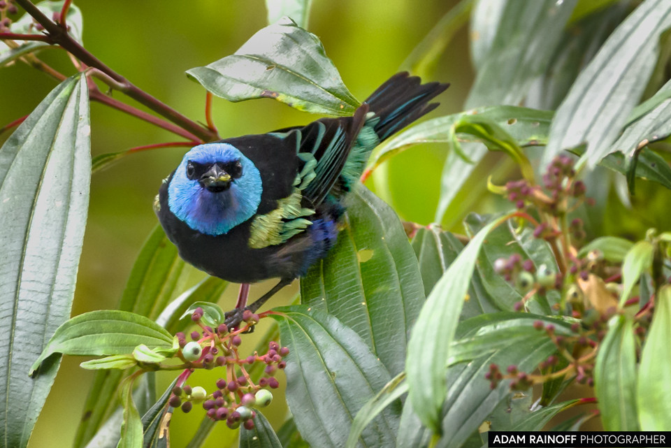 Blue-necked Tanager, photographed at Ecoparque Los Alcázares, Manizales, Caldas, Colombia