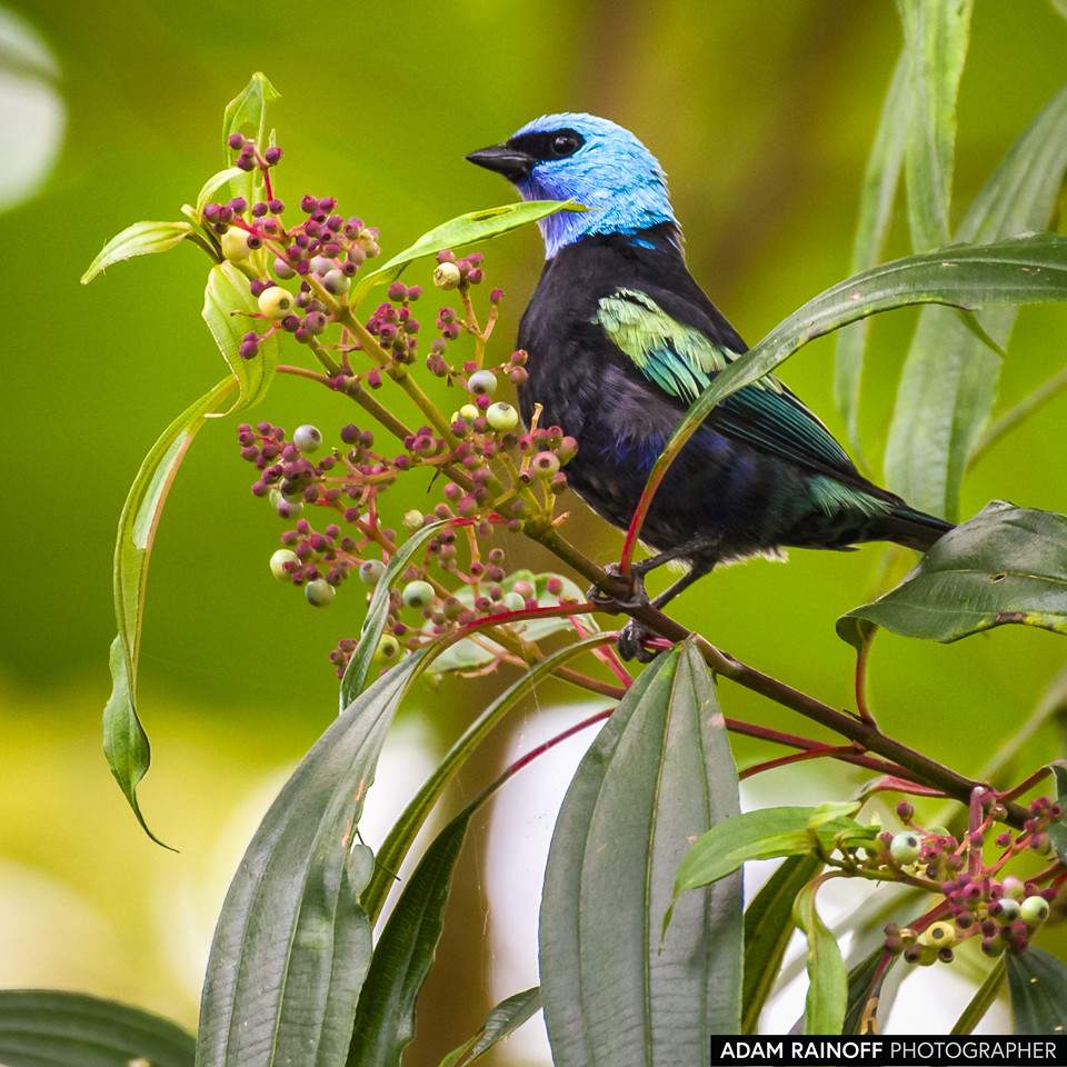 Blue-necked Tanager, photographed at Ecoparque Los Alcázares, Manizales, Caldas, Colombia