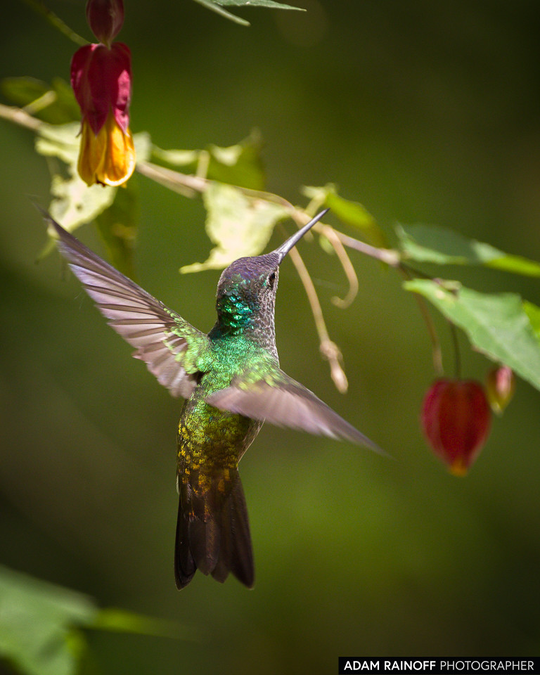 Female Andean Emerald, photographed at Ecoparque Los Alcázares, Manizales, Caldas, Colombia