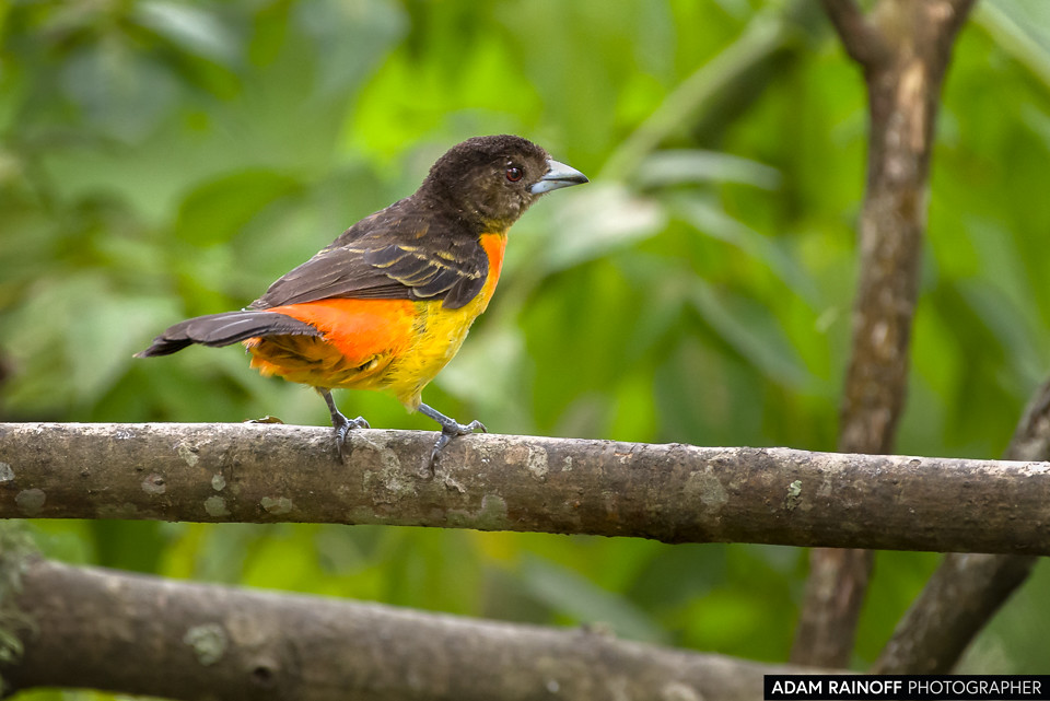 Female Flame-rumped Tanager, photographed at Ecoparque Los Alcázares, Manizales, Caldas, Colombia