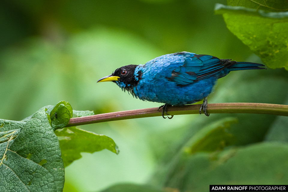 Male Green Honeycreeper, photographed at Ecoparque Los Alcázares, Manizales, Caldas, Colombia