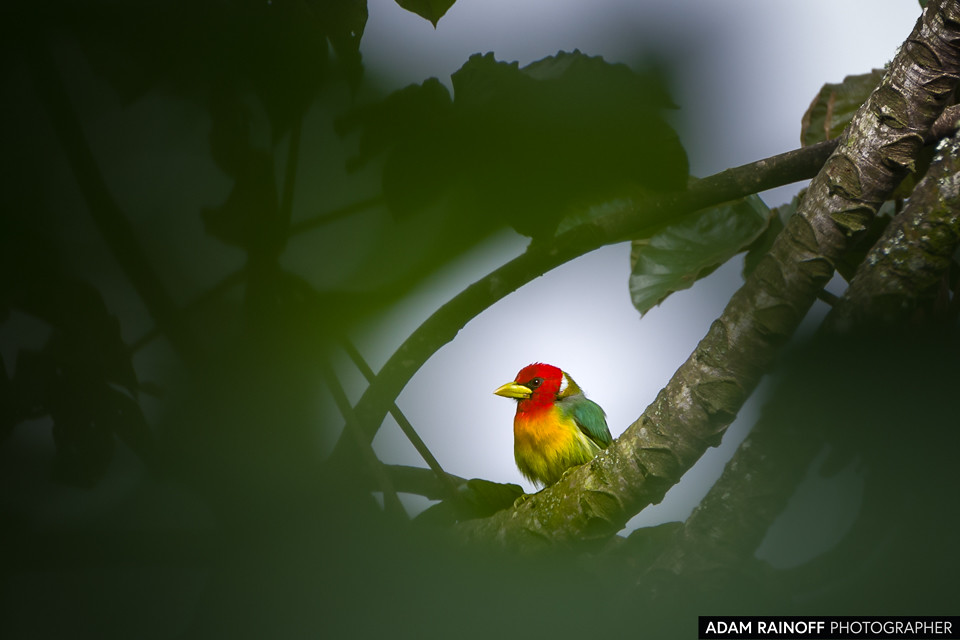 Red-headed Barbet, photographed at Ecoparque Los Alcázares, Manizales, Caldas, Colombia