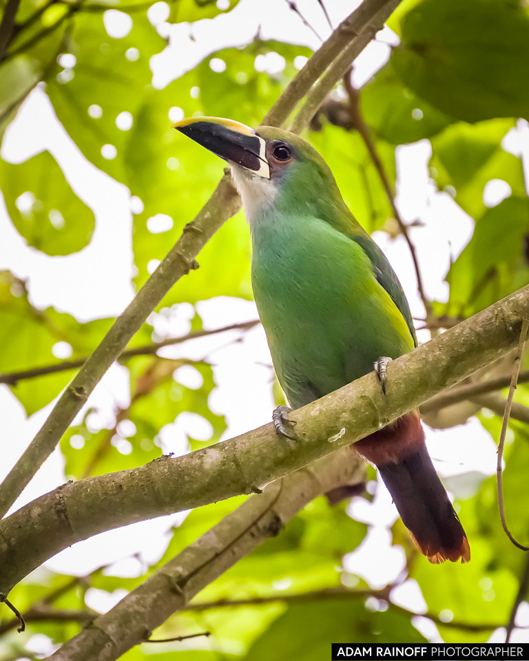 Southern Emerald-Toucanet, photographed at Ecoparque Los Alcázares, Manizales, Caldas, Colombia