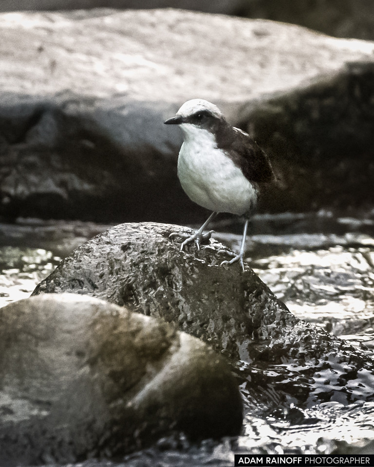 White-capped Dipper, photographed at Otún Quimbaya Flora and Fauna Sanctuary, near Pereira, Risaralda, Colombia