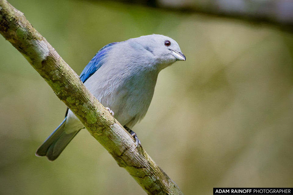 Blue-gray Tanager, photographed at Jardín Botánico San Jorge, Ibagué, Tolima, Colombia