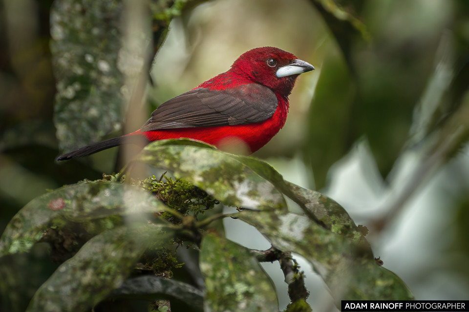 Crimson-backed Tanager, photographed at Entreaguas Reserva Natural, Ibagué, Tolima, Colombia