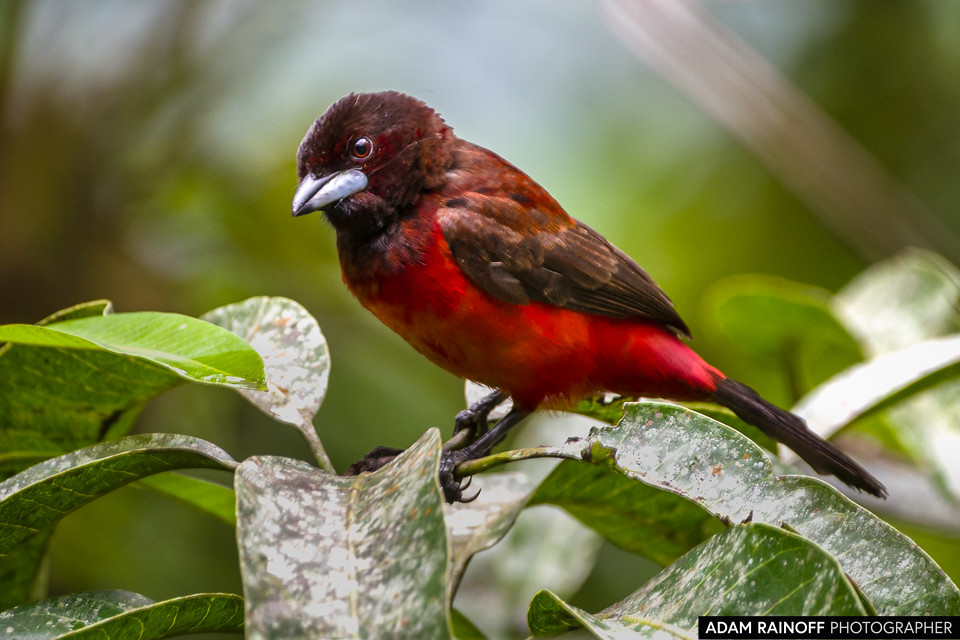 Crimson-backed Tanager, photographed at Entreaguas Reserva Natural, Ibagué, Tolima, Colombia