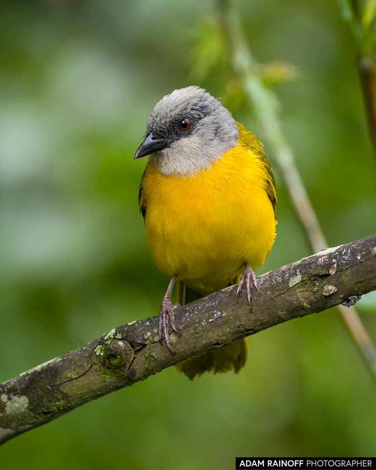 Gray-headed Tanager, photographed at Entreaguas Reserva Natural, Ibagué, Tolima, Colombia