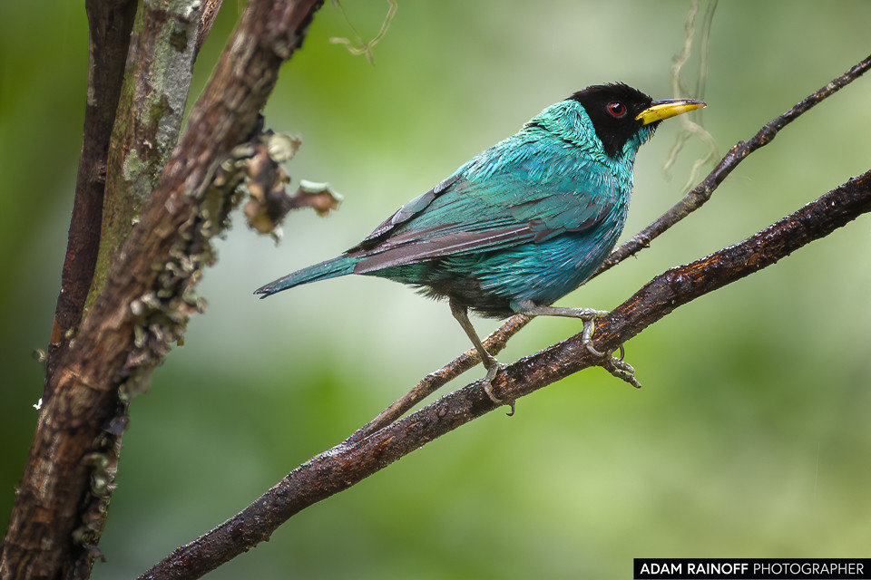 Green Honeycreeper, photographed at Entreaguas Reserva Natural, Ibagué, Tolima, Colombia