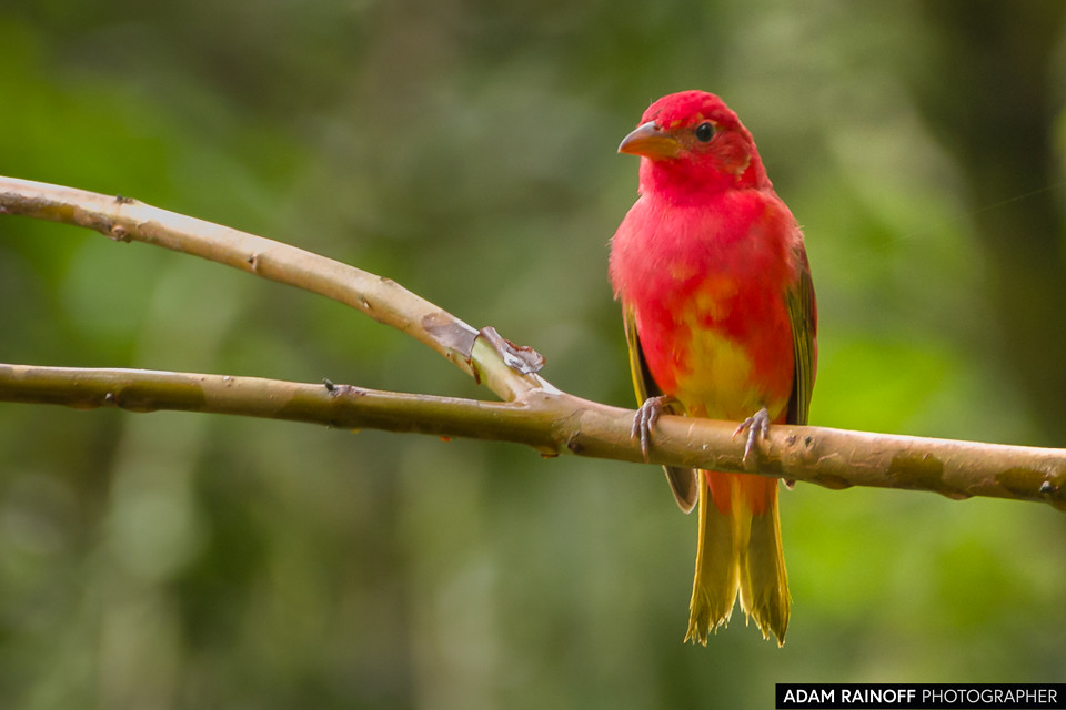 Juvenile Summer Tanager, photographed at Entreaguas Reserva Natural, Ibagué, Tolima, Colombia