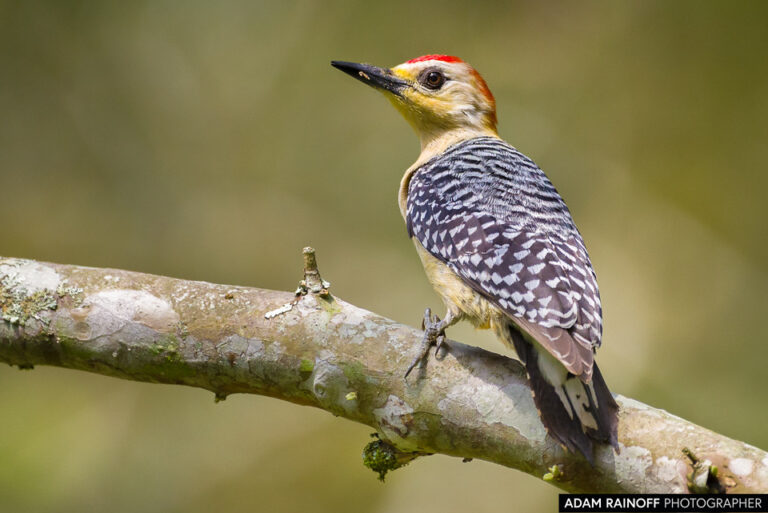 Red-crowned Woodpecker (Melanerpes rubricapillus)