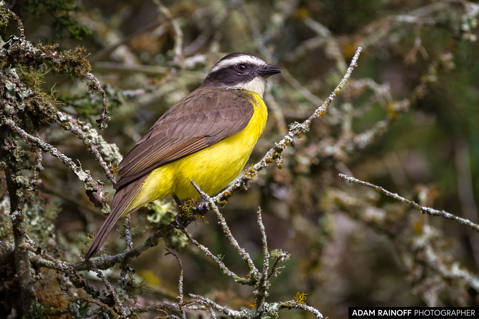 Rusty-margined Flycatcher, photographed at La Huerta Hotel, Lago Calima, Yotoco, Valle del Cauca, Colombia